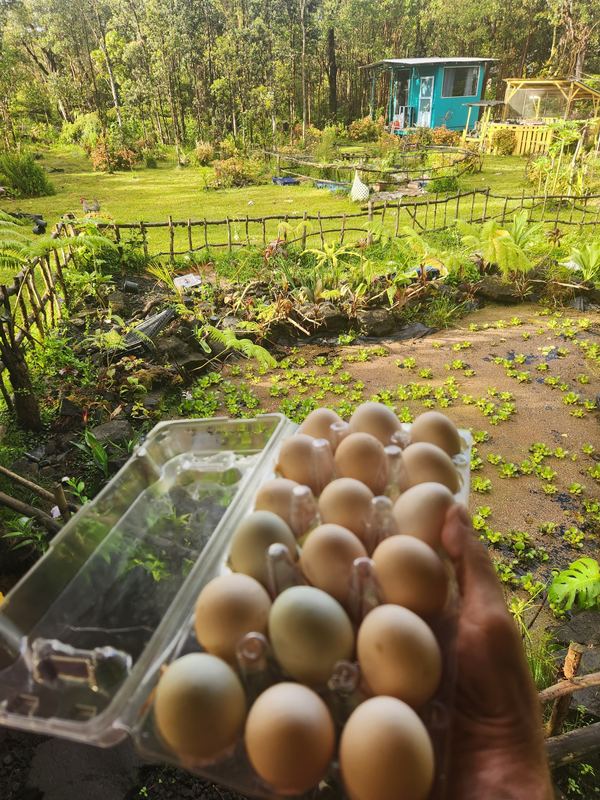 Carton of fresh farm eggs