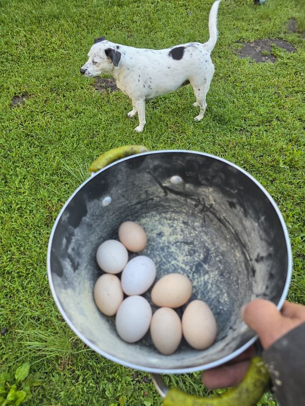 Bowl of eggs with a dog in the background