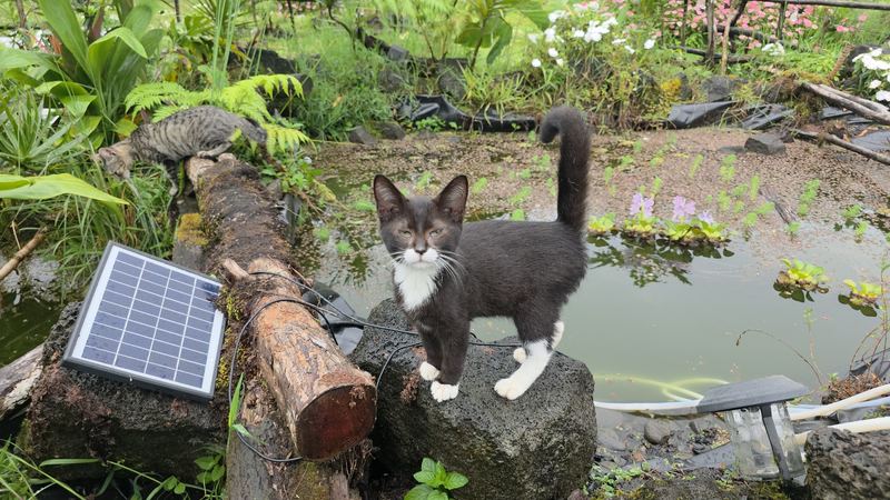 Kitten on the rock wall by the pond