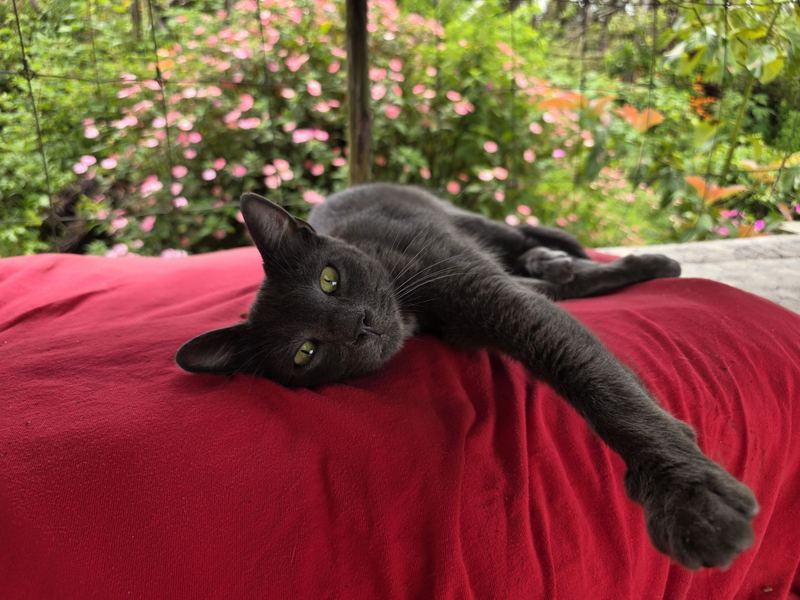 Black cat on a red blanket