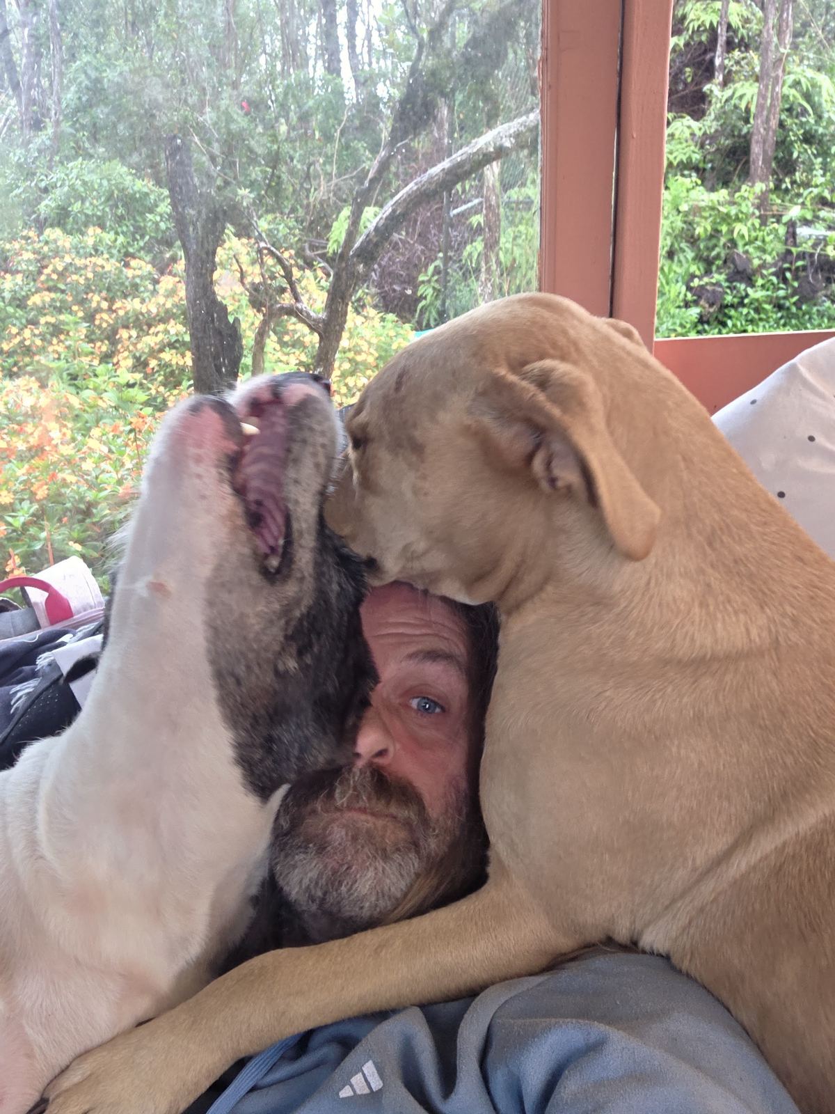 Jessie with dogs piled on them