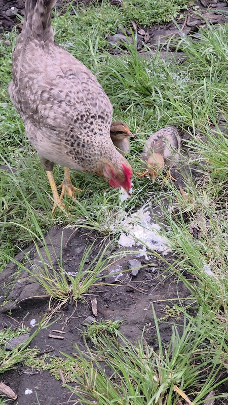 Hen with a chick