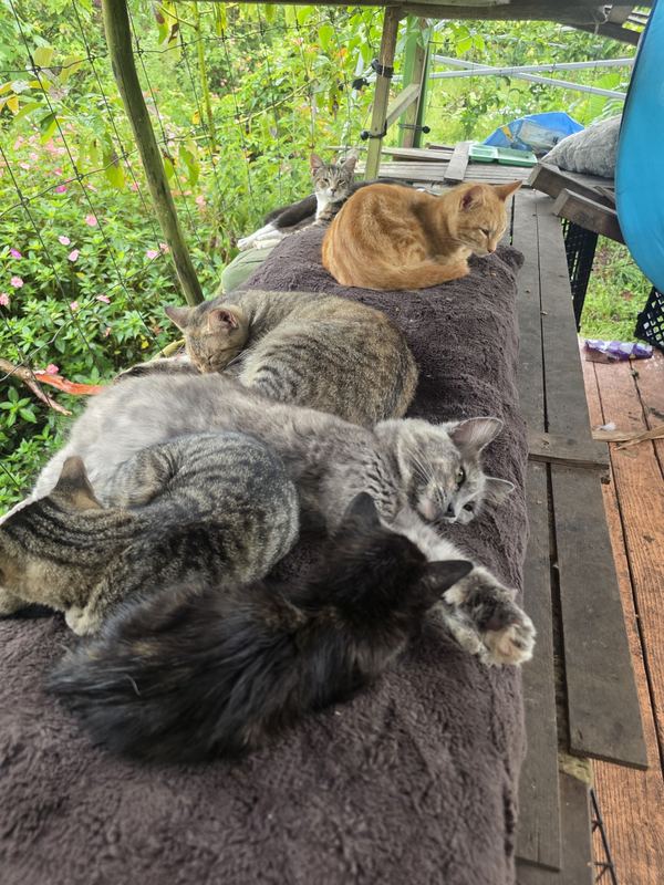 Rescue cats sleeping together on the deck