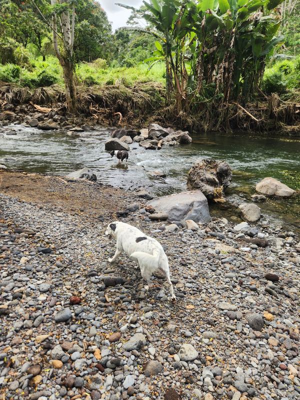 Dogs in a rocky riverbed