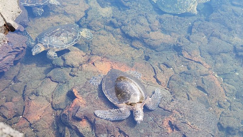 Sea turtles in clear shallow water