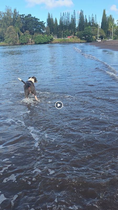 Dog in ocean shallows