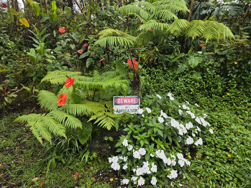 Red anthuriums and tree ferns by a “Beware of Anteater” sign at FlashTown