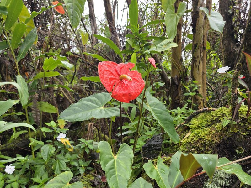 Red anthurium close-up at FlashTown
