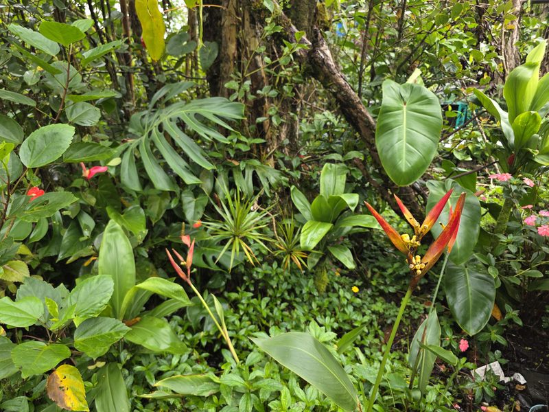 Heliconia in the FlashTown garden