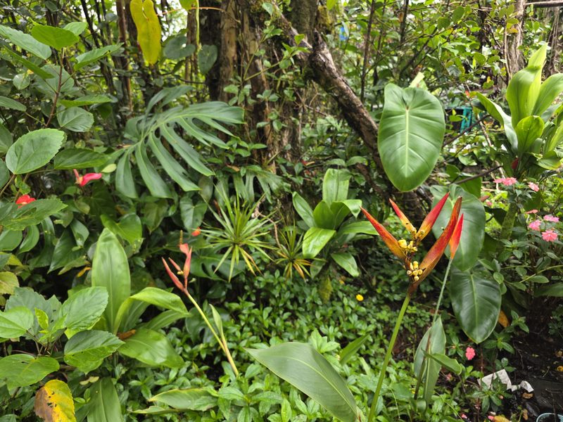 Heliconia in the FlashTown garden